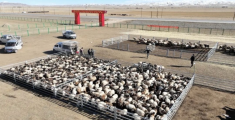 同德縣 多措并舉打造有機農畜產品輸出地，推進畜牧業高質量可持續發展